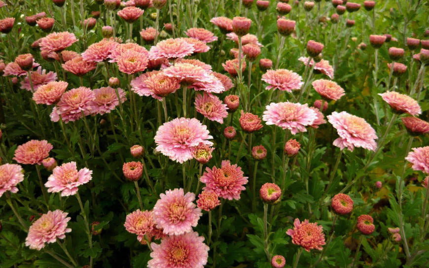 美丽的紫菀花高清壁纸图片 1920x1200