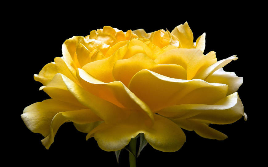 黄色玫瑰花高清壁纸图片 1920x1200