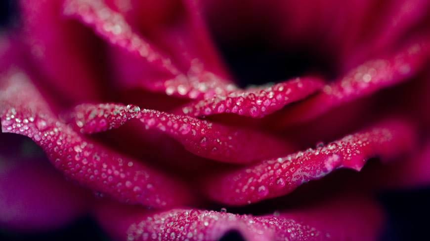带水珠的玫瑰花瓣高清壁纸图片 2560x1440