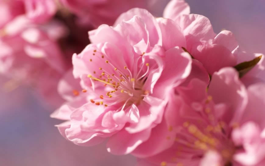 春天盛开的花朵高清壁纸图片 2560x1600