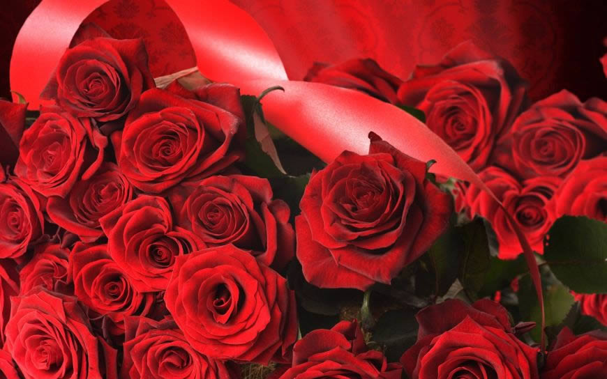 红玫瑰高清壁纸图片 2560x1600
