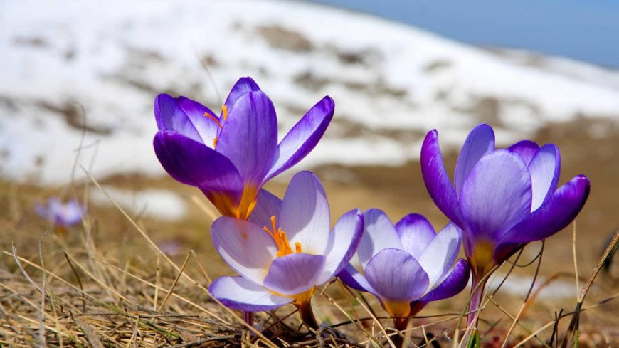 雪花莲高清壁纸图片 1920x1080
