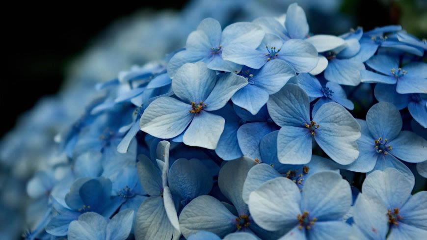 蓝色的花朵高清壁纸图片 1920x1080