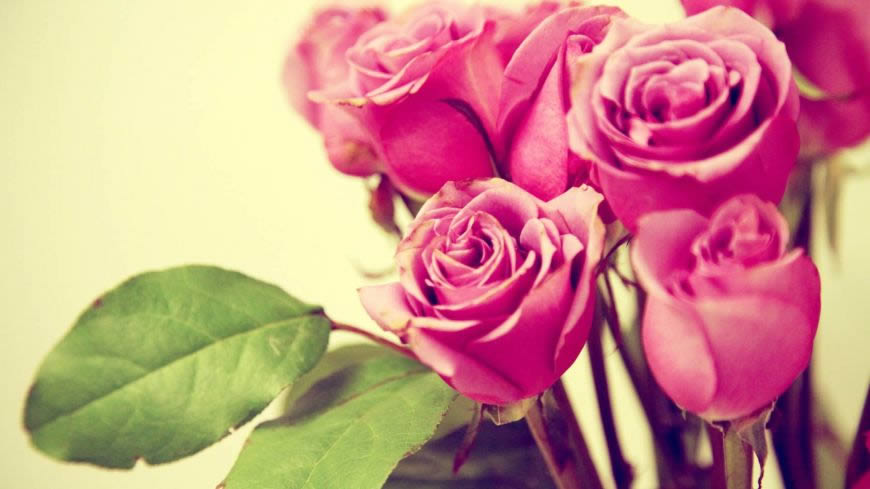 粉红色的玫瑰花高清壁纸图片 1920x1080