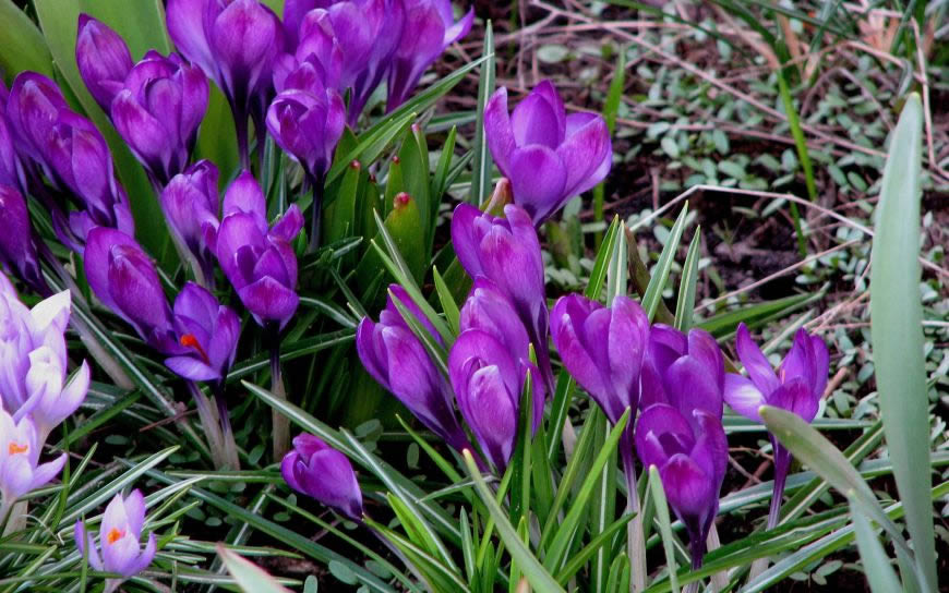 春天紫色花朵高清壁纸图片 2560x1600