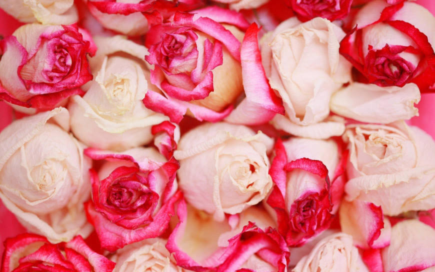 美丽的玫瑰花高清壁纸图片 1920x1200