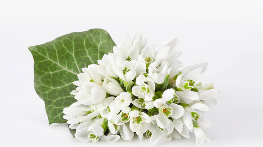 白色的花朵高清壁纸图片 5120x2880