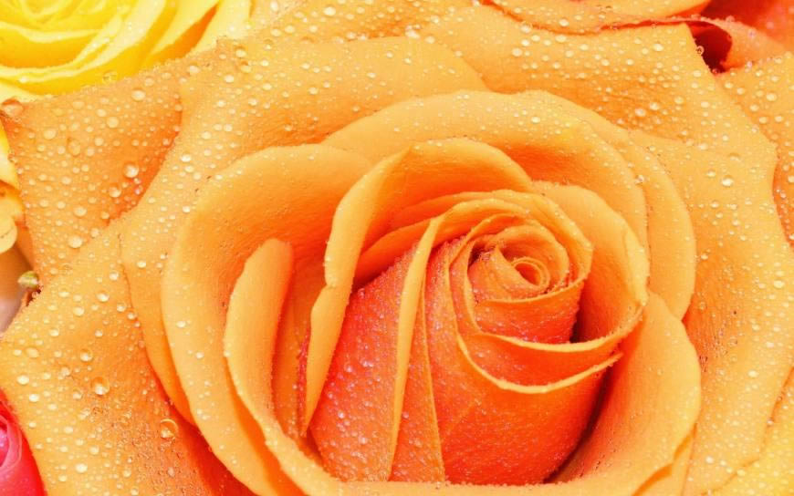 带水珠的橙色玫瑰花高清壁纸图片 1680x1050