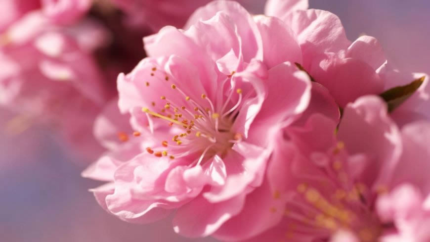 粉红色的花朵高清壁纸图片 1920x1080