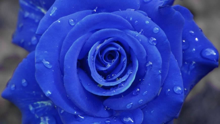 蓝色玫瑰花高清壁纸图片 1920x1080