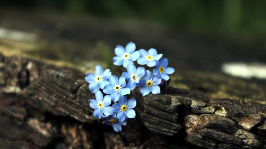枯树皮表面的蓝色小花高清壁纸图片 1920x1080