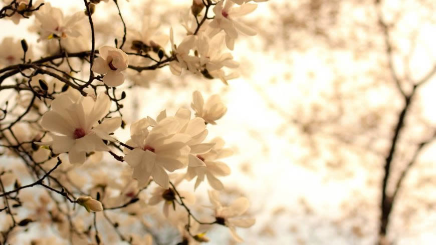 美丽的白色花枝高清壁纸图片 1920x1080