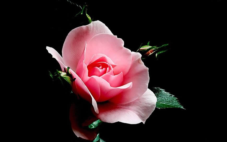 唯美玫瑰花高清壁纸图片 1680x1050