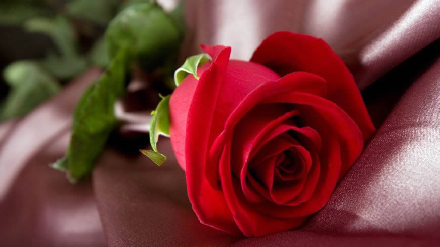 一枝红玫瑰高清壁纸图片 1920x1080