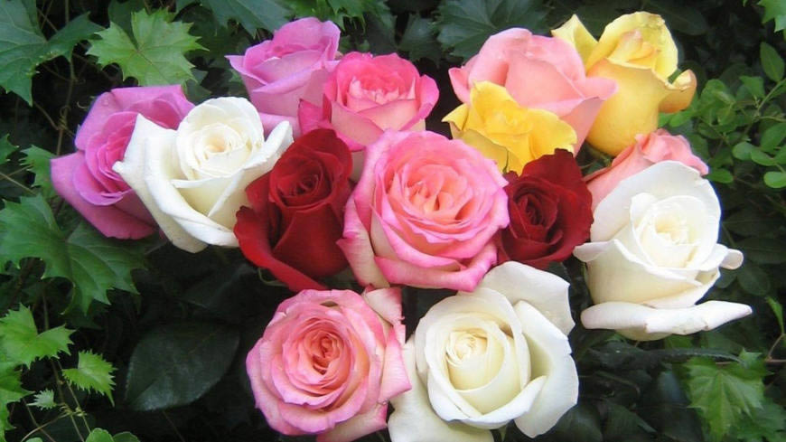 五颜六色的玫瑰花束高清壁纸图片 1600x900