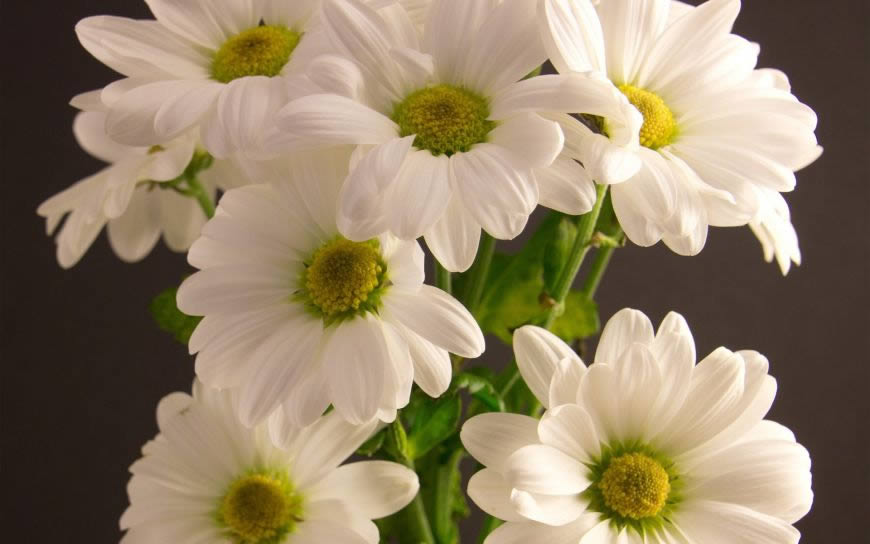 白色的花朵高清壁纸图片 1920x1200