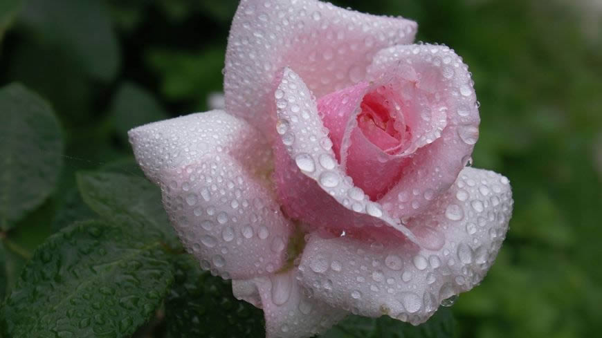 带露珠的粉色玫瑰花高清壁纸图片 1920x1080