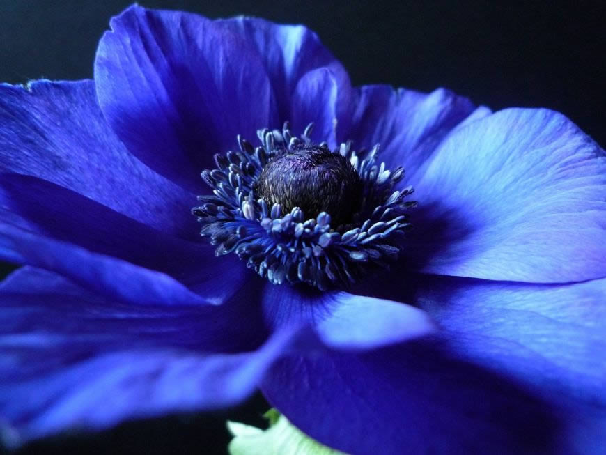 蓝色的花朵高清壁纸图片 1600x1200