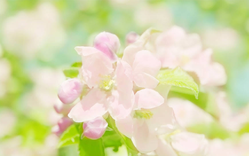 唯美意境粉色花卉高清壁纸图片 2560x1600