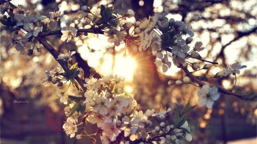春天阳光下的花枝高清壁纸图片 1920x1080