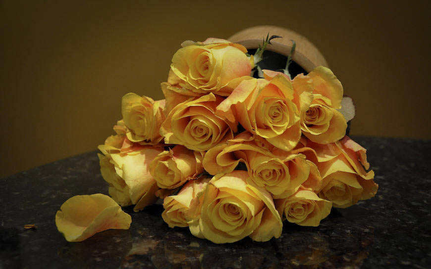 黄色玫瑰花高清壁纸图片 2560x1600