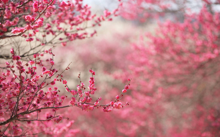 美丽的樱花高清壁纸图片 2560x1600