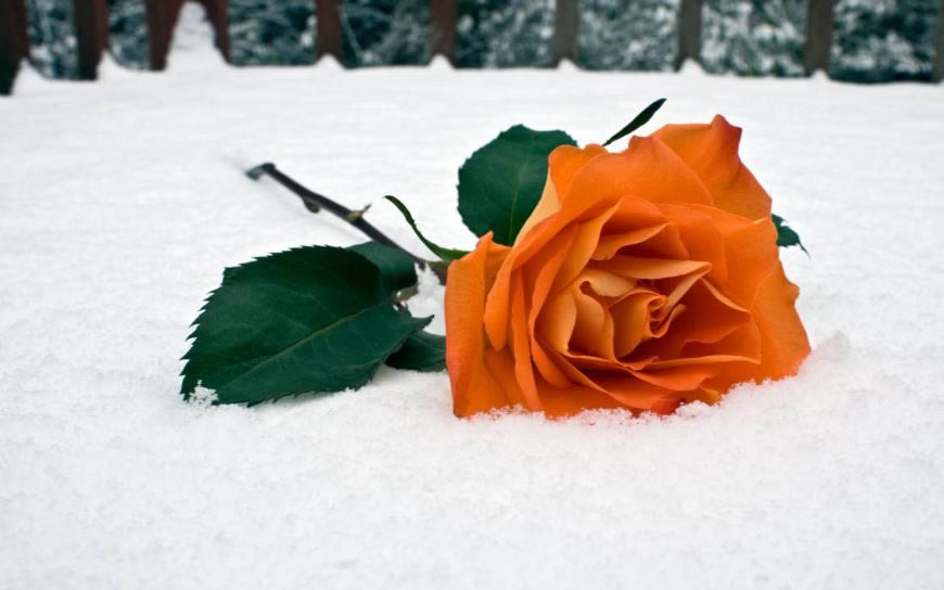 雪地上的玫瑰花高清壁纸图片 2560x1600