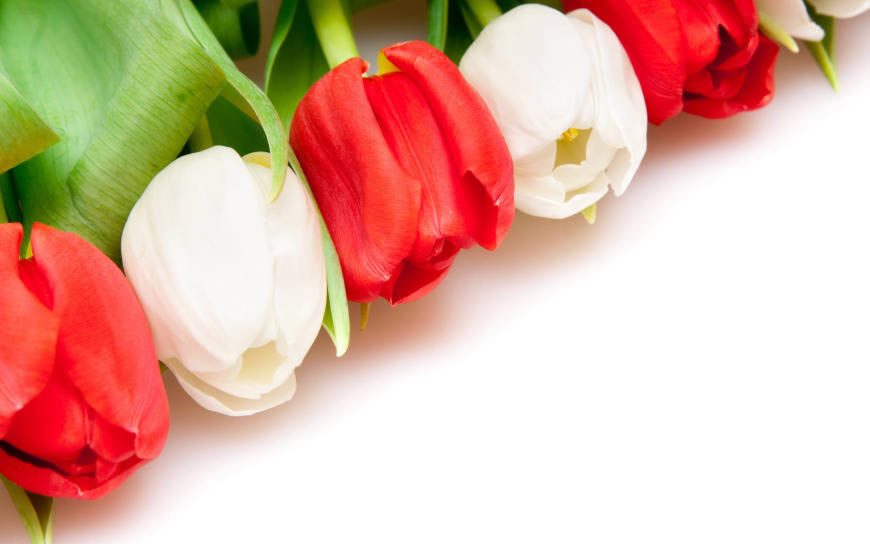 红白相间排列的郁金香花朵高清壁纸图片 2560x1600