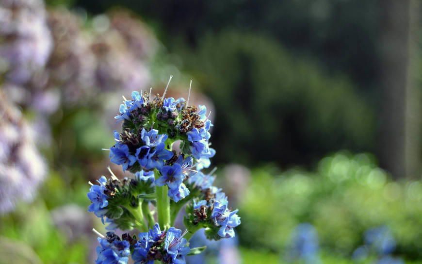 蓝色的花朵高清壁纸图片 3840x2400