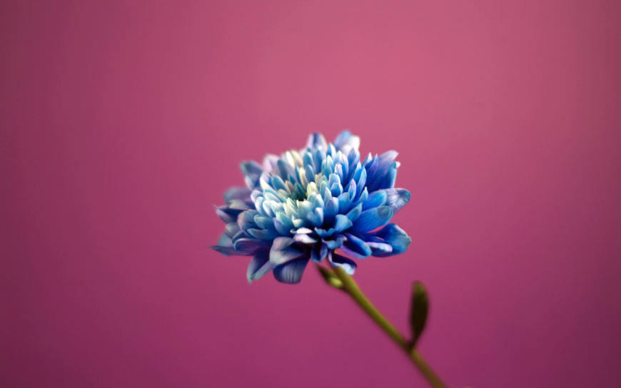 蓝色的花朵高清壁纸图片 1920x1200