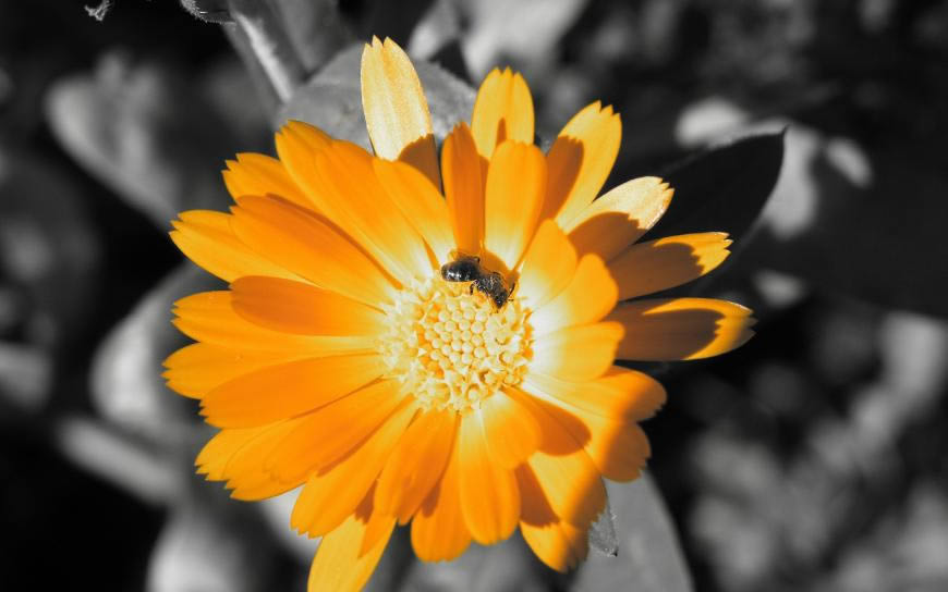 黄色的小花朵高清壁纸图片 2560x1600