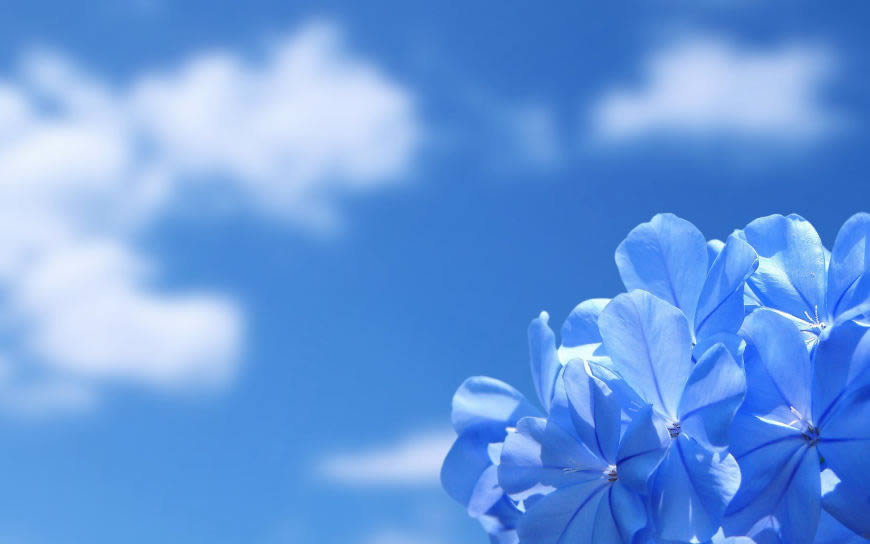 清新淡雅的蓝色花朵高清壁纸图片 1920x1200