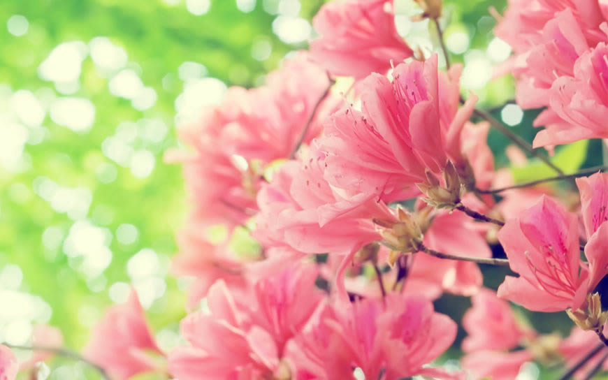 盛开的粉色杜鹃花高清壁纸图片 2560x1600