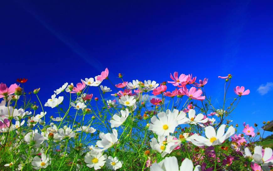 蓝天下的花卉高清壁纸图片 1920x1200
