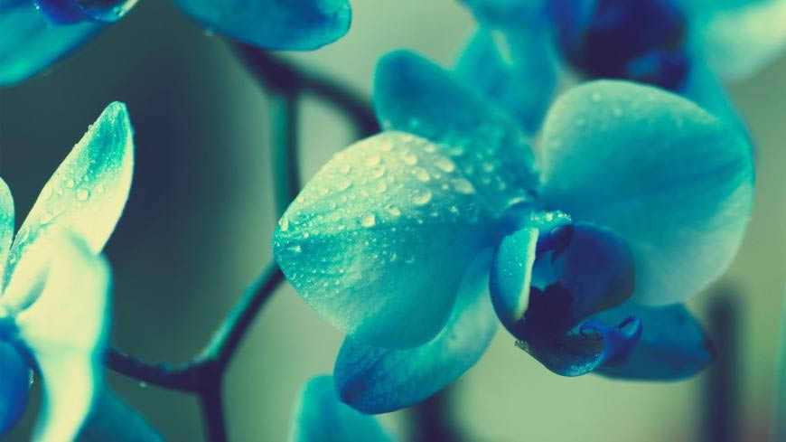 沾满水珠的唯美蓝色花朵高清壁纸图片 1920x1080