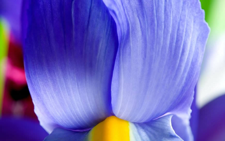蓝色花朵高清壁纸图片 1920x1200