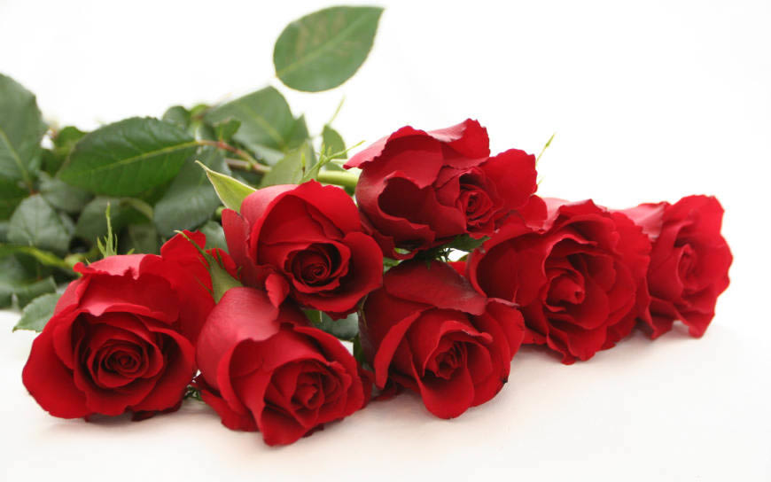 红色玫瑰花高清壁纸图片 2560x1600
