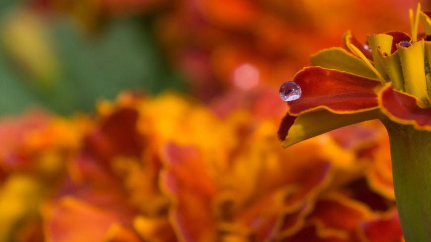 花朵上的水珠高清壁纸图片 1920x1080