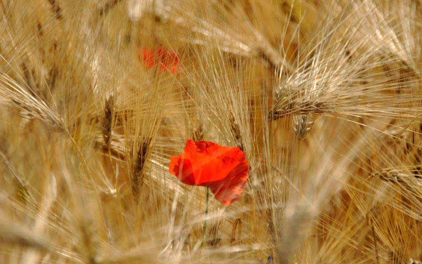 麦田里的小红花高清壁纸图片 1920x1200