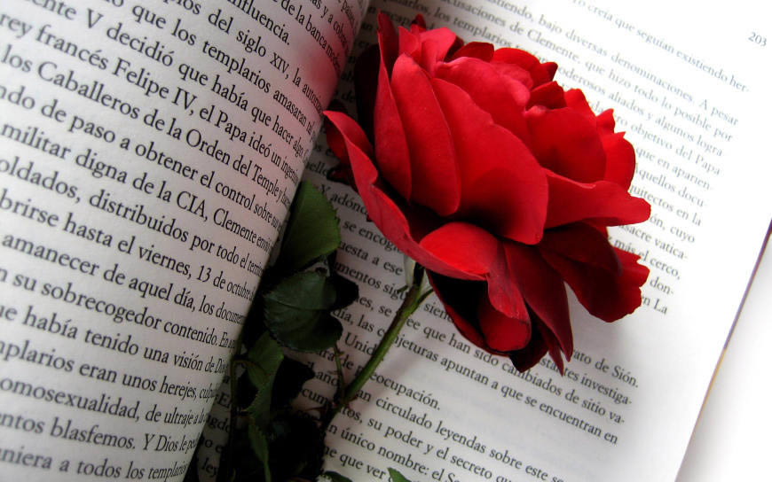 夹在书上的玫瑰花高清壁纸图片 2560x1600