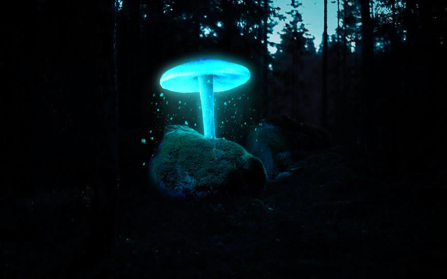 发蓝色光的蘑菇高清壁纸图片 2560x1600