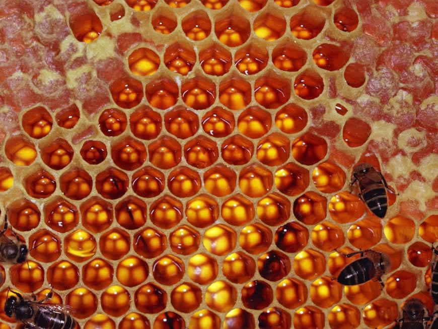 蜂巢里的蜂蜜高清壁纸图片 1600x1200