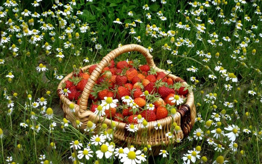 花丛中的一篮草莓高清壁纸图片 1920x1200
