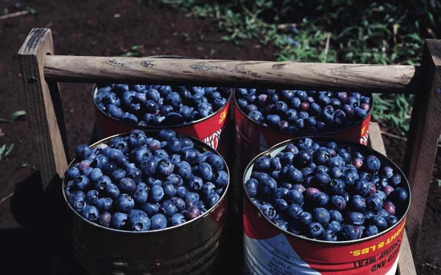 蓝莓高清壁纸图片 1920x1200