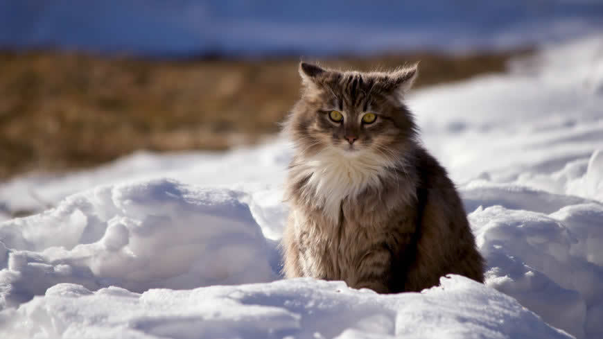 坐在雪地上的猫咪高清壁纸图片 5120x2880