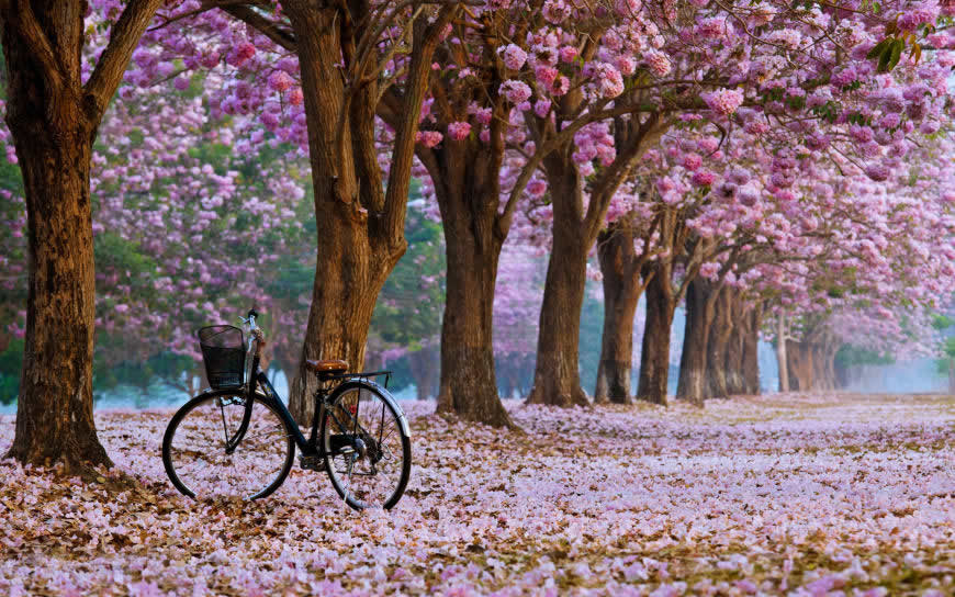 开满鲜花的树木和自行车高清壁纸图片 3840x2400