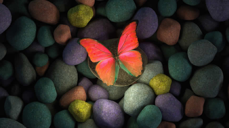 石头上的蝴蝶高清壁纸图片 3840x2160