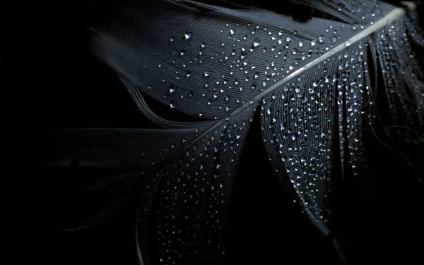 黑色羽毛上的雨滴高清壁纸图片 1920x1200