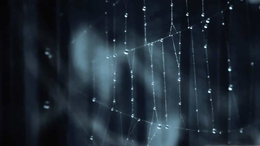蜘蛛网和水珠高清壁纸图片 1920x1080