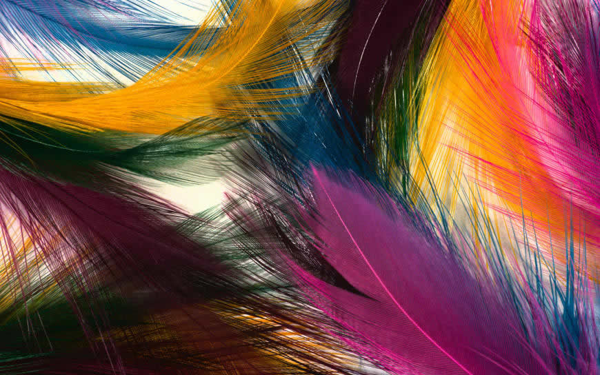 彩色羽毛高清壁纸图片 1920x1200